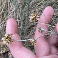 Euchiton japonicus at Cotter River, ACT - 26 Feb 2023