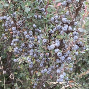 Leptospermum myrtifolium at Cotter River, ACT - 26 Feb 2023