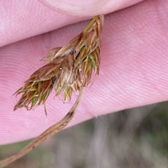 Carex hebes (A Sedge) at Namadgi National Park - 26 Feb 2023 by Tapirlord