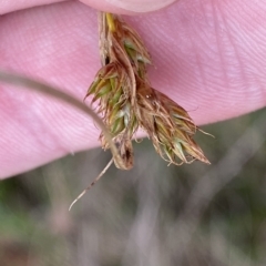 Carex hebes at Cotter River, ACT - 26 Feb 2023 11:18 AM