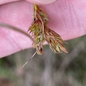Carex hebes at Cotter River, ACT - 26 Feb 2023 11:18 AM