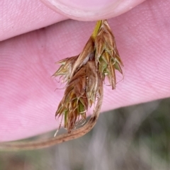 Carex hebes at Cotter River, ACT - 26 Feb 2023 11:18 AM
