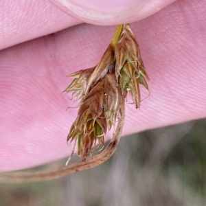 Carex hebes at Cotter River, ACT - 26 Feb 2023