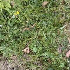 Carex hebes at Cotter River, ACT - 26 Feb 2023 11:18 AM