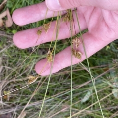Carex hebes at Cotter River, ACT - 26 Feb 2023 11:18 AM