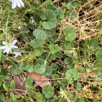 Dichondra repens (Kidney Weed) at Namadgi National Park - 26 Feb 2023 by Tapirlord