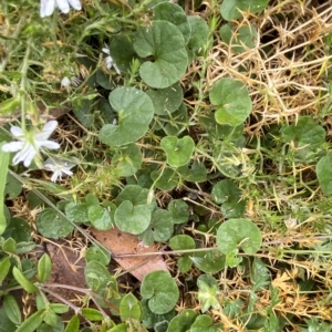 Dichondra repens at Cotter River, ACT - 26 Feb 2023 11:18 AM