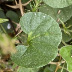 Dichondra repens at Cotter River, ACT - 26 Feb 2023 11:18 AM