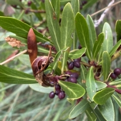 Tasmannia xerophila subsp. xerophila (Alpine Pepperbush) at Namadgi National Park - 26 Feb 2023 by Tapirlord