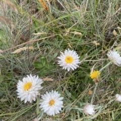 Leucochrysum alpinum (Alpine Sunray) at Namadgi National Park - 26 Feb 2023 by Tapirlord