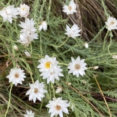 Rhodanthe anthemoides (Chamomile Sunray) at Namadgi National Park - 26 Feb 2023 by Tapirlord