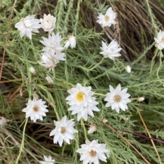 Rhodanthe anthemoides at Cotter River, ACT - 26 Feb 2023 11:08 AM