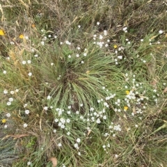 Rhodanthe anthemoides at Cotter River, ACT - 26 Feb 2023 11:08 AM