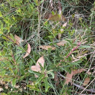 Olearia erubescens (Silky Daisybush) at Namadgi National Park - 26 Feb 2023 by Tapirlord