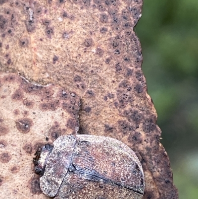 Trachymela sp. (genus) (Brown button beetle) at Cotter River, ACT - 26 Feb 2023 by Tapirlord