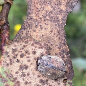 Trachymela sp. (genus) at Cotter River, ACT - 26 Feb 2023