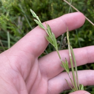 Epilobium billardiereanum subsp. hydrophilum at Cotter River, ACT - 26 Feb 2023