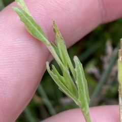 Epilobium billardiereanum subsp. hydrophilum at Cotter River, ACT - 26 Feb 2023 11:02 AM