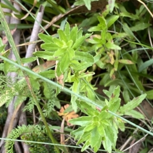 Epilobium billardiereanum subsp. hydrophilum at Cotter River, ACT - 26 Feb 2023 11:02 AM