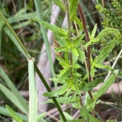 Epilobium billardiereanum subsp. hydrophilum at Cotter River, ACT - 26 Feb 2023