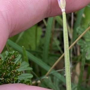 Epilobium billardiereanum subsp. hydrophilum at Cotter River, ACT - 26 Feb 2023