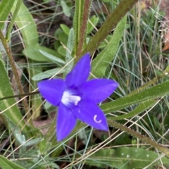 Wahlenbergia gloriosa (Royal Bluebell) at Cotter River, ACT - 26 Feb 2023 by Tapirlord