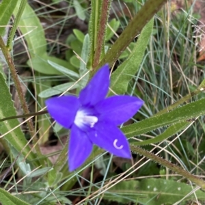 Wahlenbergia gloriosa at Cotter River, ACT - 26 Feb 2023 11:00 AM