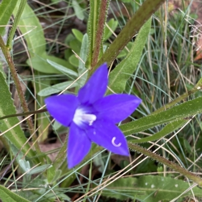 Wahlenbergia gloriosa (Royal Bluebell) at Cotter River, ACT - 26 Feb 2023 by Tapirlord