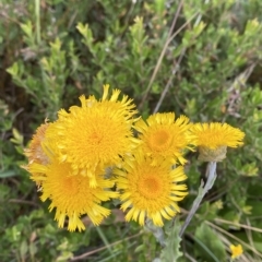 Podolepis robusta (Alpine Podolepis) at Namadgi National Park - 25 Feb 2023 by Tapirlord