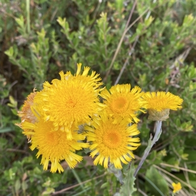 Podolepis robusta (Alpine Podolepis) at Namadgi National Park - 25 Feb 2023 by Tapirlord