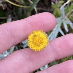 Coronidium monticola (Mountain Button Everlasting) at Namadgi National Park - 25 Feb 2023 by Tapirlord