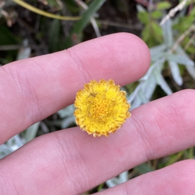 Coronidium monticola (Mountain Button Everlasting) at Cotter River, ACT - 26 Feb 2023 by Tapirlord