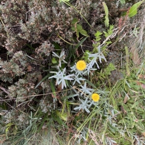 Coronidium monticola at Cotter River, ACT - 26 Feb 2023