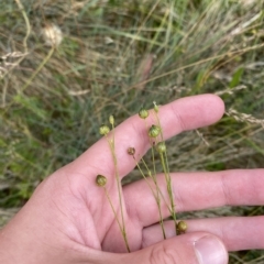 Linum marginale (Native Flax) at Namadgi National Park - 25 Feb 2023 by Tapirlord