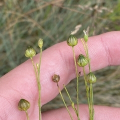 Linum marginale at Cotter River, ACT - 26 Feb 2023 10:56 AM