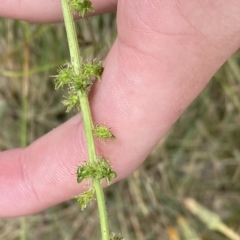 Acaena x ovina (Sheep's Burr) at Cotter River, ACT - 26 Feb 2023 by Tapirlord