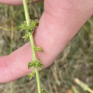 Acaena x ovina at Cotter River, ACT - 26 Feb 2023