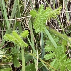 Acaena x ovina at Cotter River, ACT - 26 Feb 2023