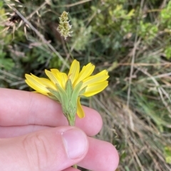 Microseris lanceolata (Yam Daisy) at Cotter River, ACT - 25 Feb 2023 by Tapirlord