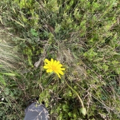 Microseris lanceolata at Cotter River, ACT - 26 Feb 2023 10:55 AM