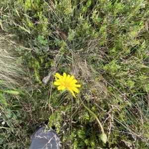 Microseris lanceolata at Cotter River, ACT - 26 Feb 2023 10:55 AM