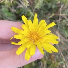 Microseris lanceolata at Cotter River, ACT - 26 Feb 2023 10:55 AM