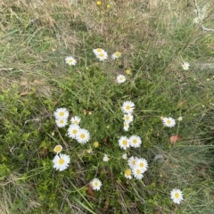 Brachyscome aculeata (Hill Daisy) at Namadgi National Park - 25 Feb 2023 by Tapirlord