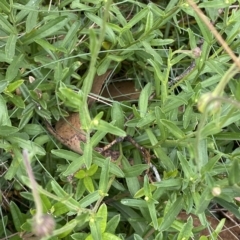 Brachyscome aculeata at Cotter River, ACT - 26 Feb 2023 10:54 AM