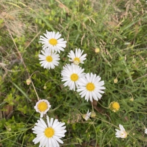 Brachyscome aculeata at Cotter River, ACT - 26 Feb 2023 10:54 AM