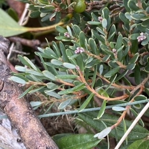 Acrothamnus hookeri at Cotter River, ACT - 26 Feb 2023 10:53 AM