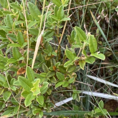 Podolobium alpestre (Shaggy Alpine Pea) at Cotter River, ACT - 25 Feb 2023 by Tapirlord