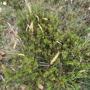 Podolobium alpestre at Cotter River, ACT - 26 Feb 2023