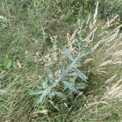 Senecio gunnii (Mountains Fireweed) at Cotter River, ACT - 25 Feb 2023 by Tapirlord