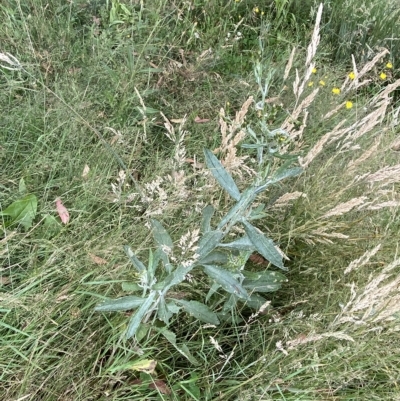 Senecio gunnii (Mountains Fireweed) at Cotter River, ACT - 26 Feb 2023 by Tapirlord